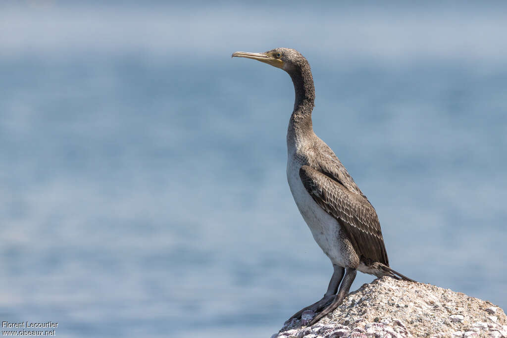 Cormoran de Socotrajuvénile, identification