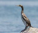 Cormoran de Socotra