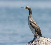 Socotra Cormorant