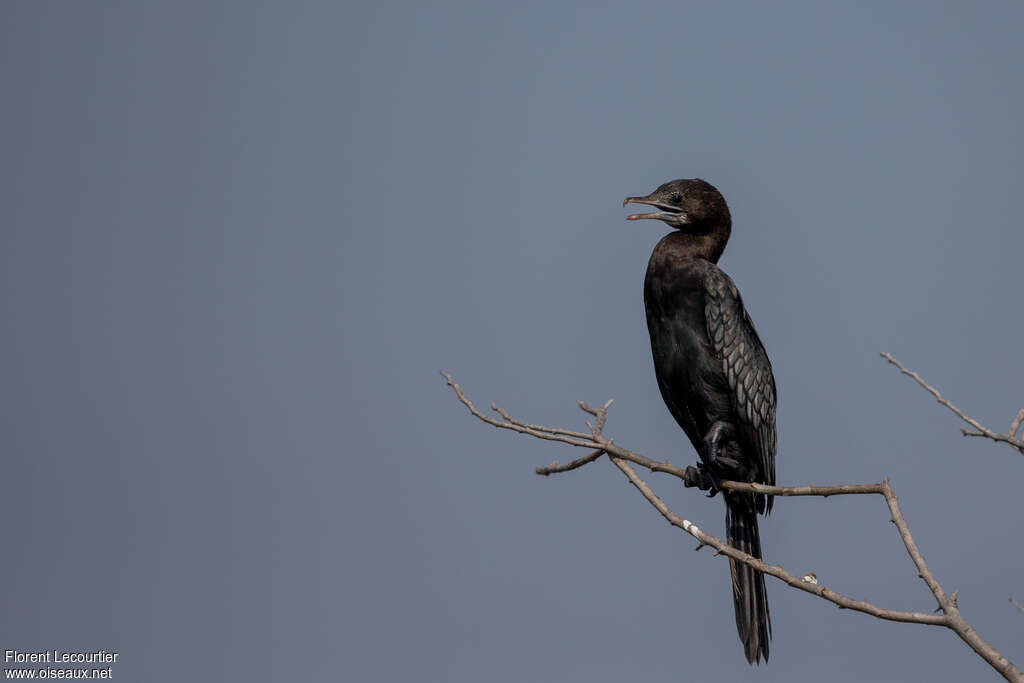 Cormoran de Vieillotadulte nuptial, identification