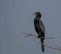 Cormoran de Vieillot