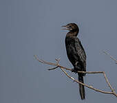 Cormoran de Vieillot