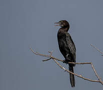 Little Cormorant