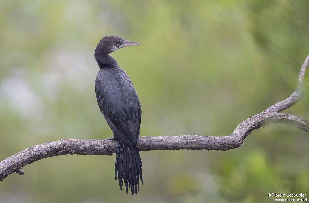 Little Cormorant