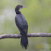 Little Cormorant