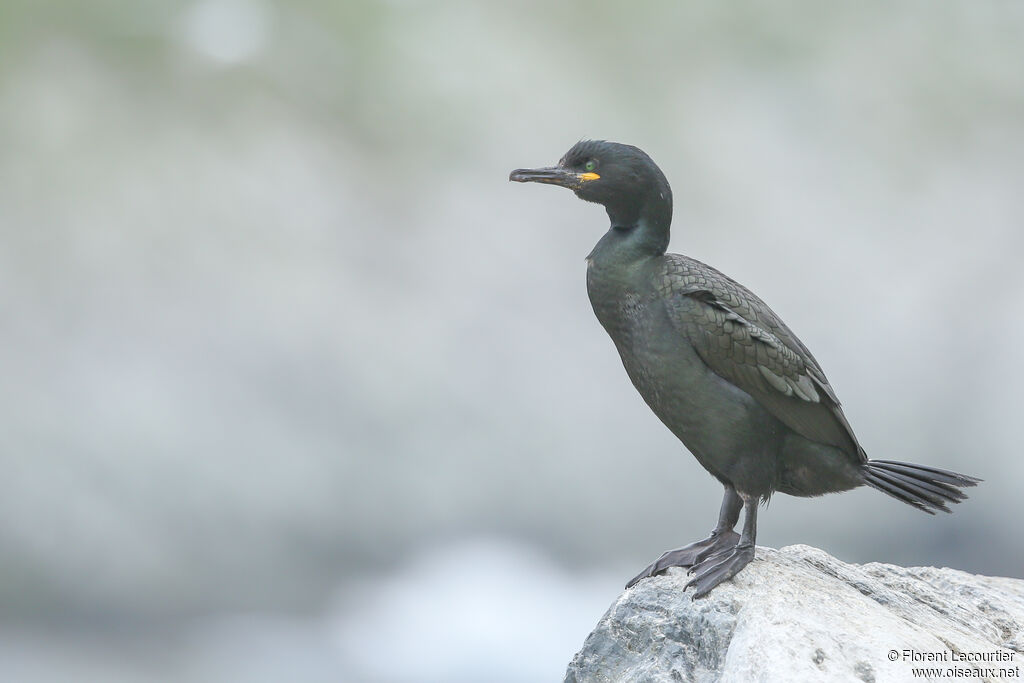 European Shag