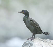 European Shag