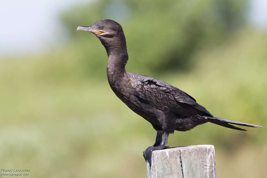 Cormoran vigua2ème année, identification