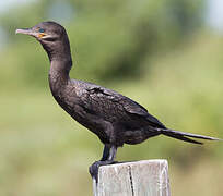 Neotropic Cormorant