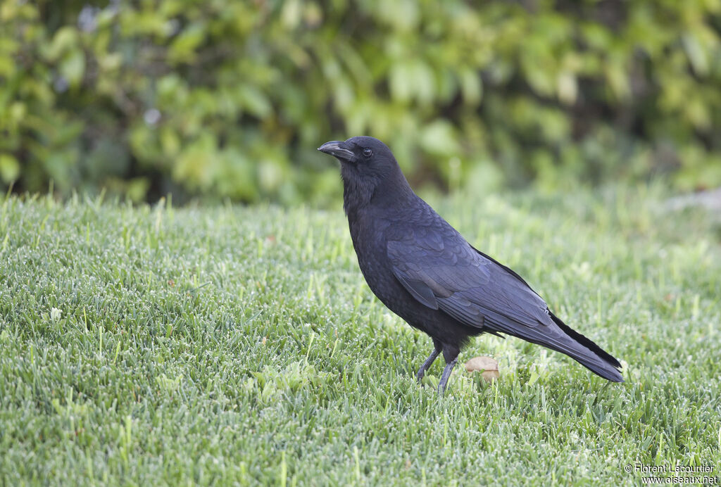 American Crow