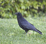 American Crow