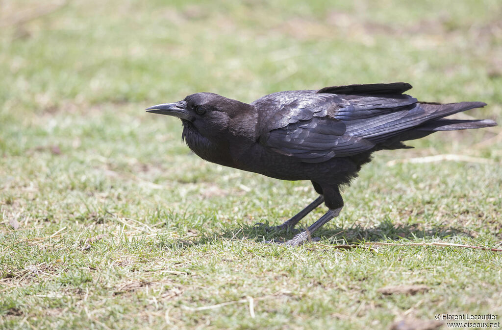 Cape Crow