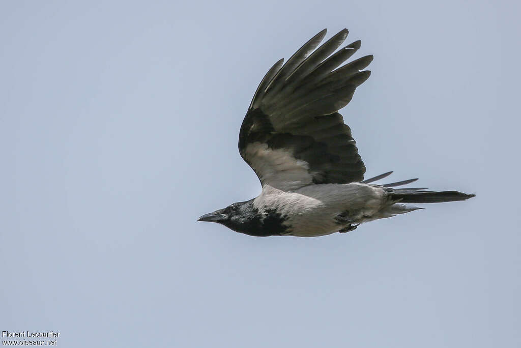 Hooded Crowadult