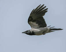 Hooded Crow