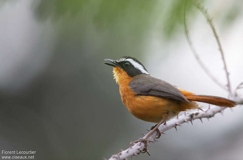 Rüppell's Robin-Chatadult breeding, song