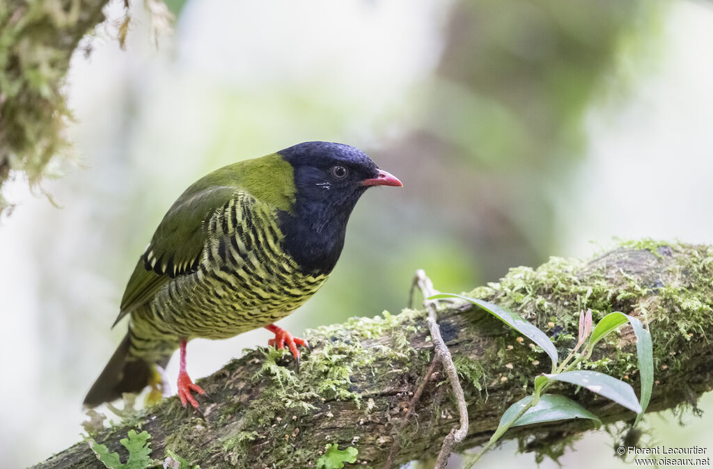 Cotinga barré mâle