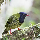 Cotinga barré