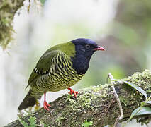 Cotinga barré