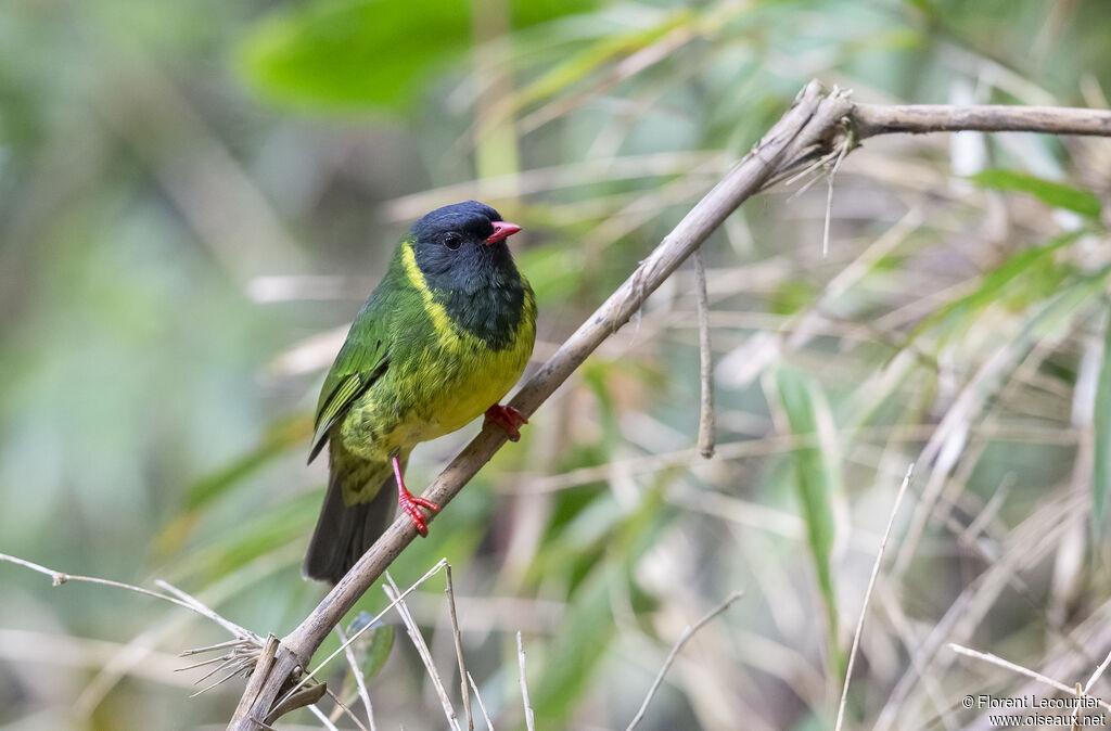 Cotinga vert et noir mâle