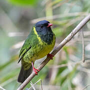 Cotinga vert et noir