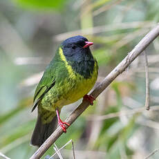 Cotinga vert et noir