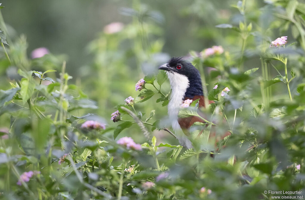 Blue-headed Coucal