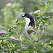 Coucal à nuque bleue