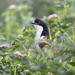 Coucal à nuque bleue