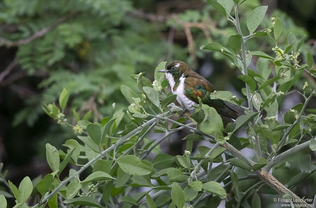 Klaas's Cuckoo