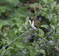 Klaas's Cuckoo