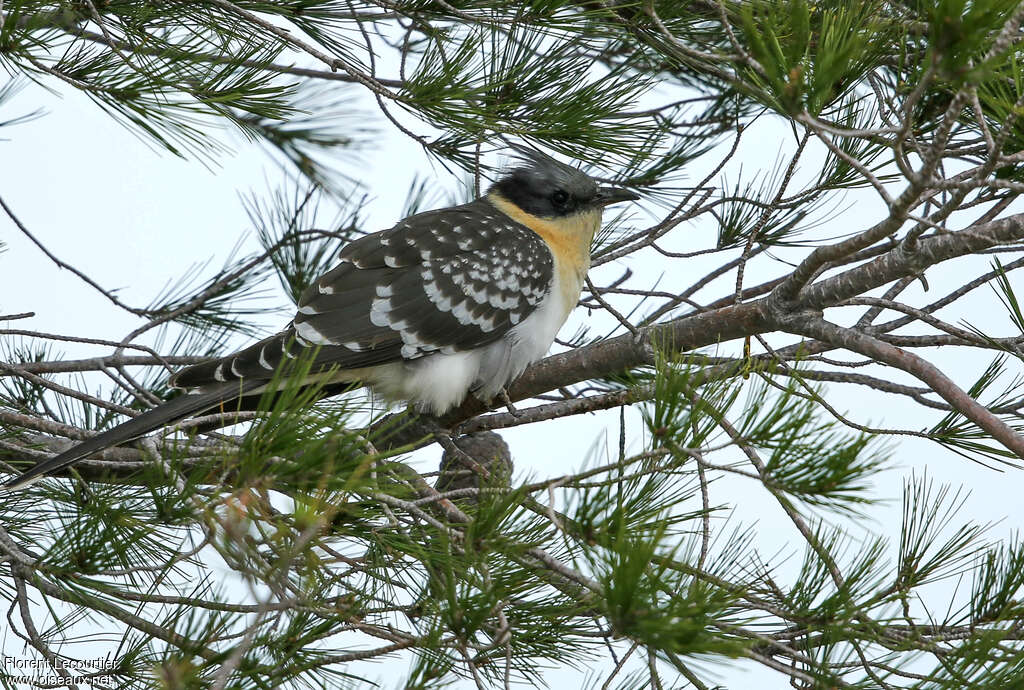 Great Spotted Cuckooadult, identification