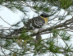 Great Spotted Cuckoo