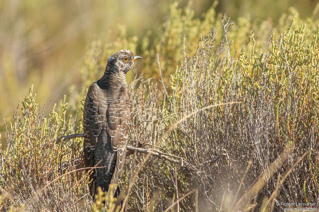 Common Cuckooimmature