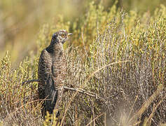 Common Cuckoo