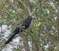 Asian Koel