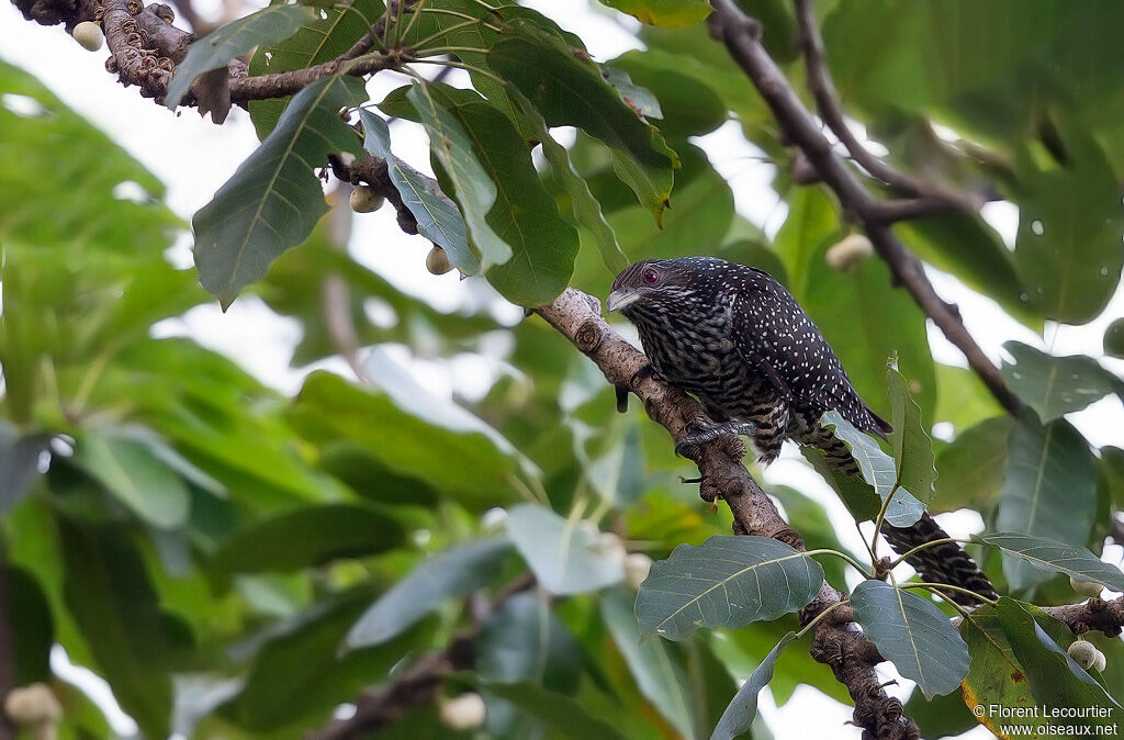 Asian Koel female