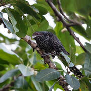 Asian Koel