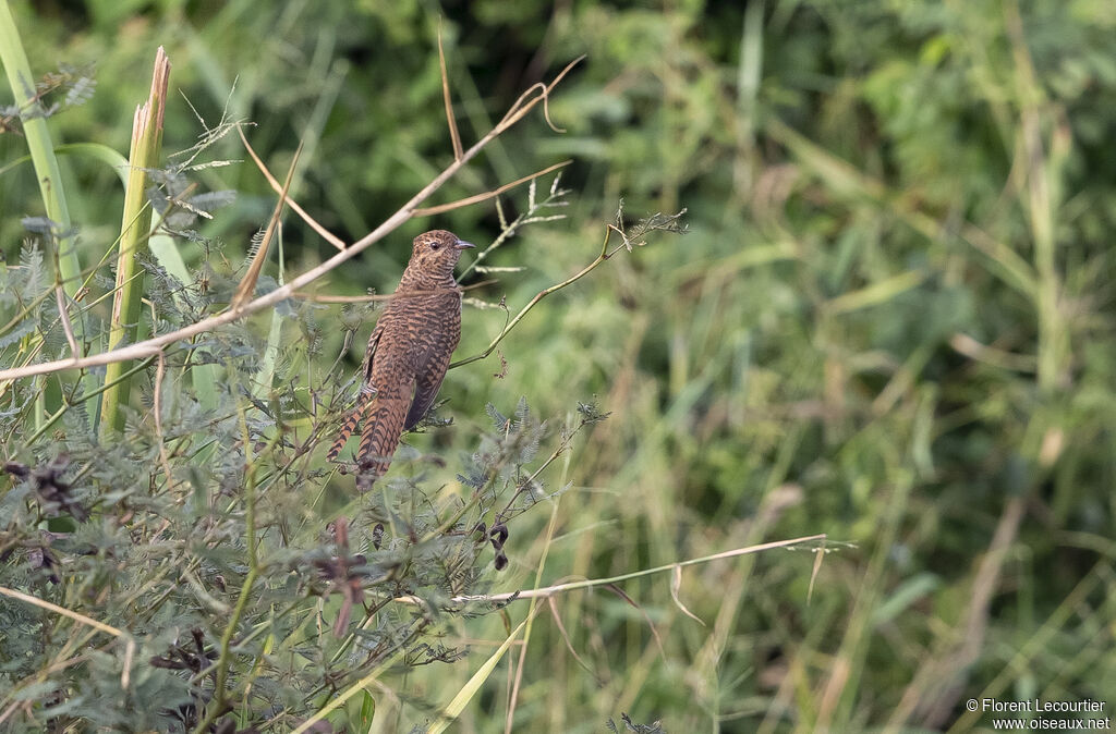 Plaintive Cuckoo female