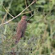 Plaintive Cuckoo