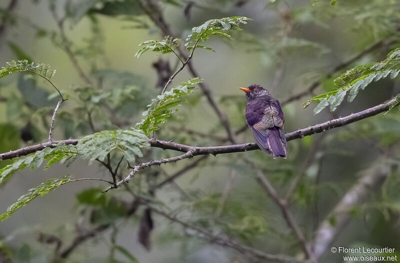 Violet Cuckoo male