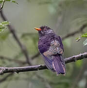 Violet Cuckoo