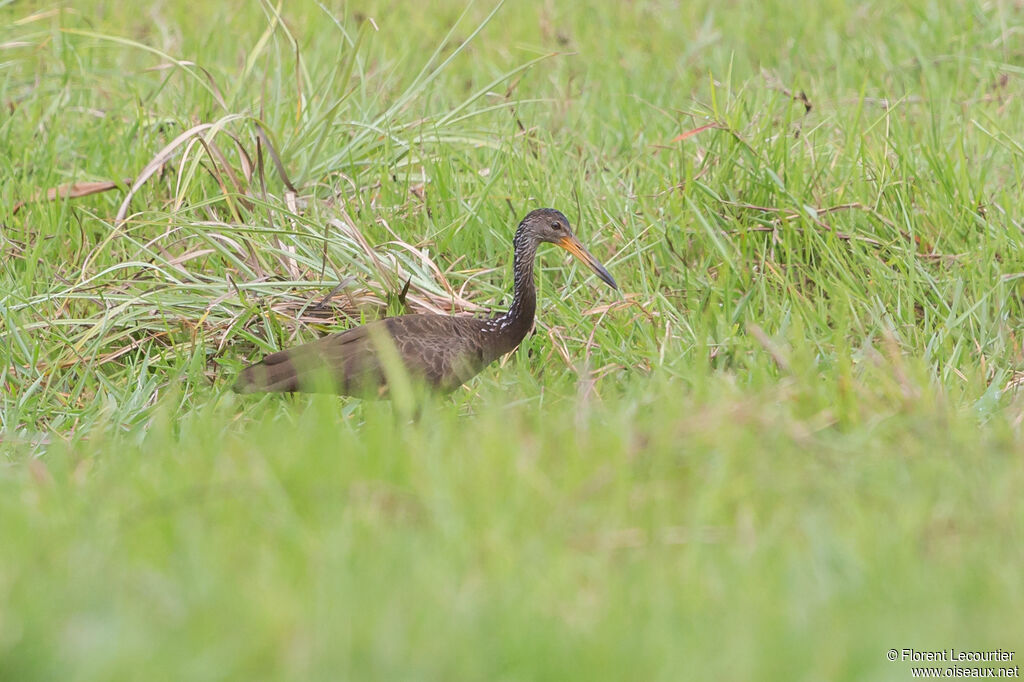 Limpkin