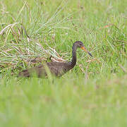 Limpkin