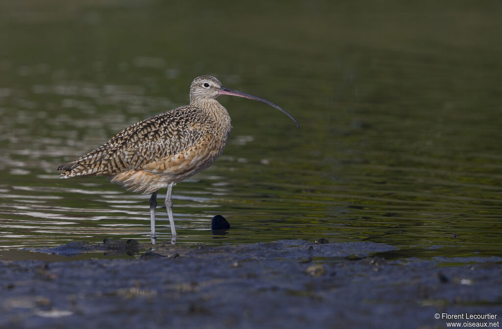 Long-billed Curlew