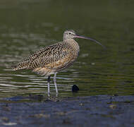 Long-billed Curlew