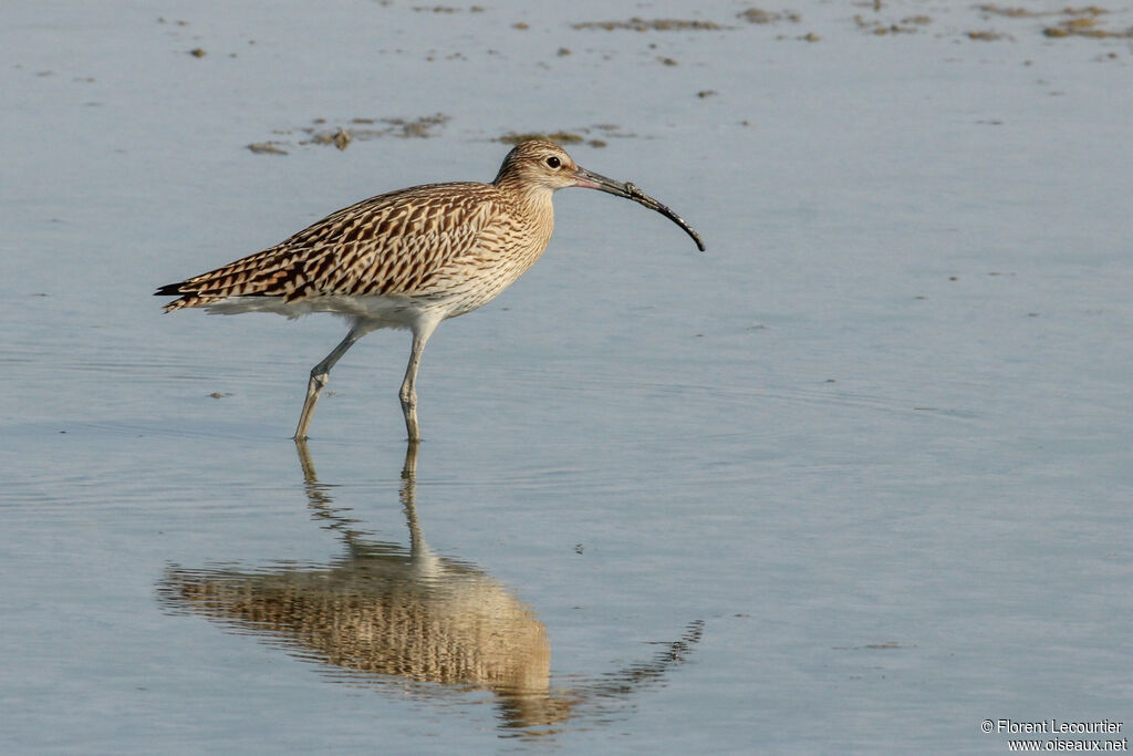 Eurasian Curlew