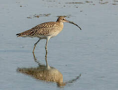 Eurasian Curlew