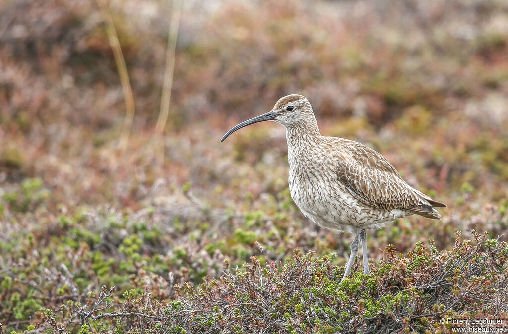 Whimbrel