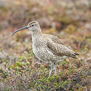 Eurasian Whimbrel