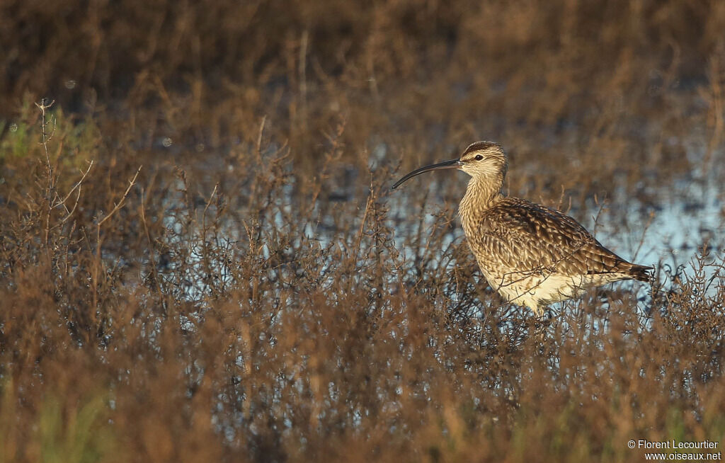 Eurasian Whimbrel